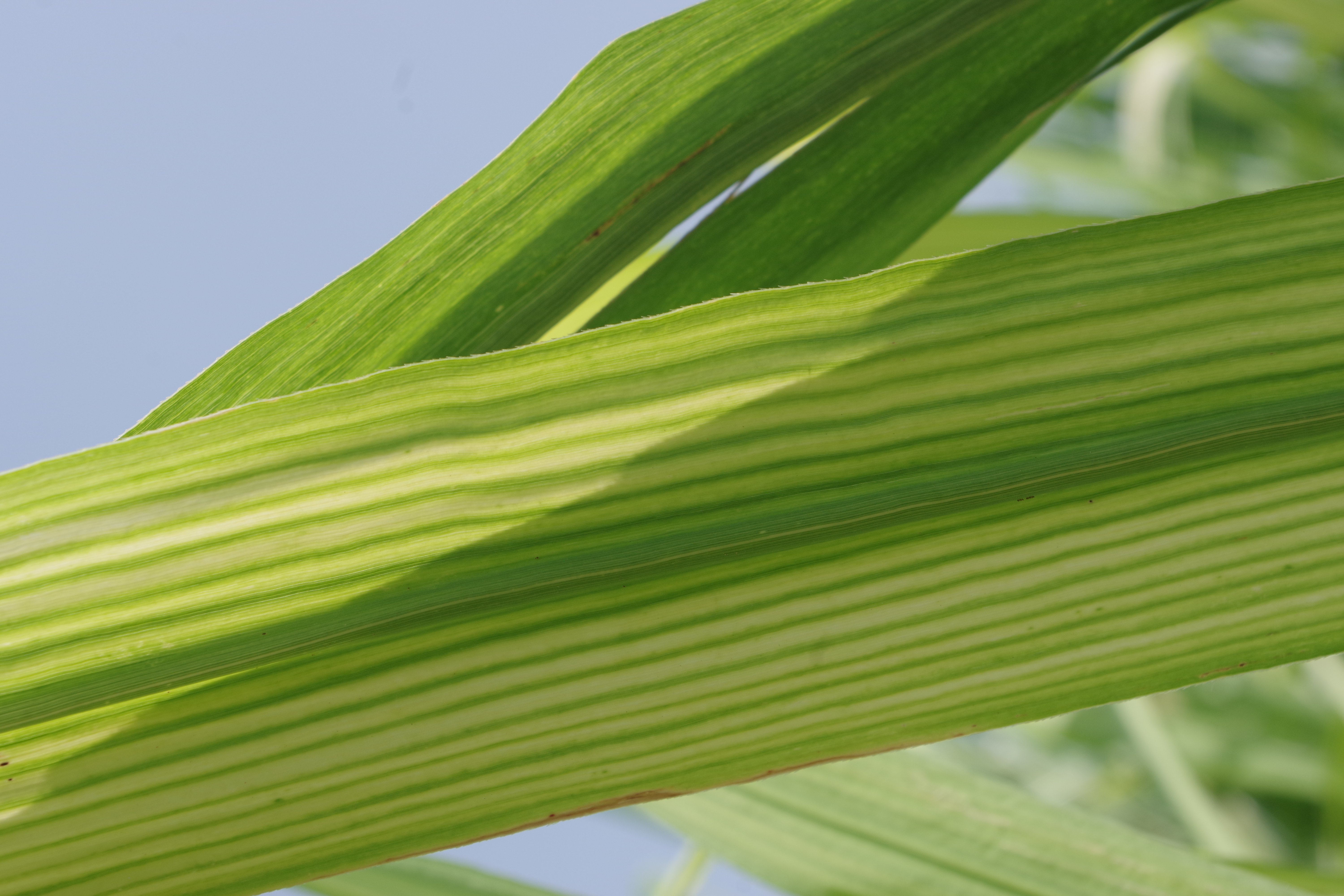 Typical zinc deficiency symptoms in sugarcane