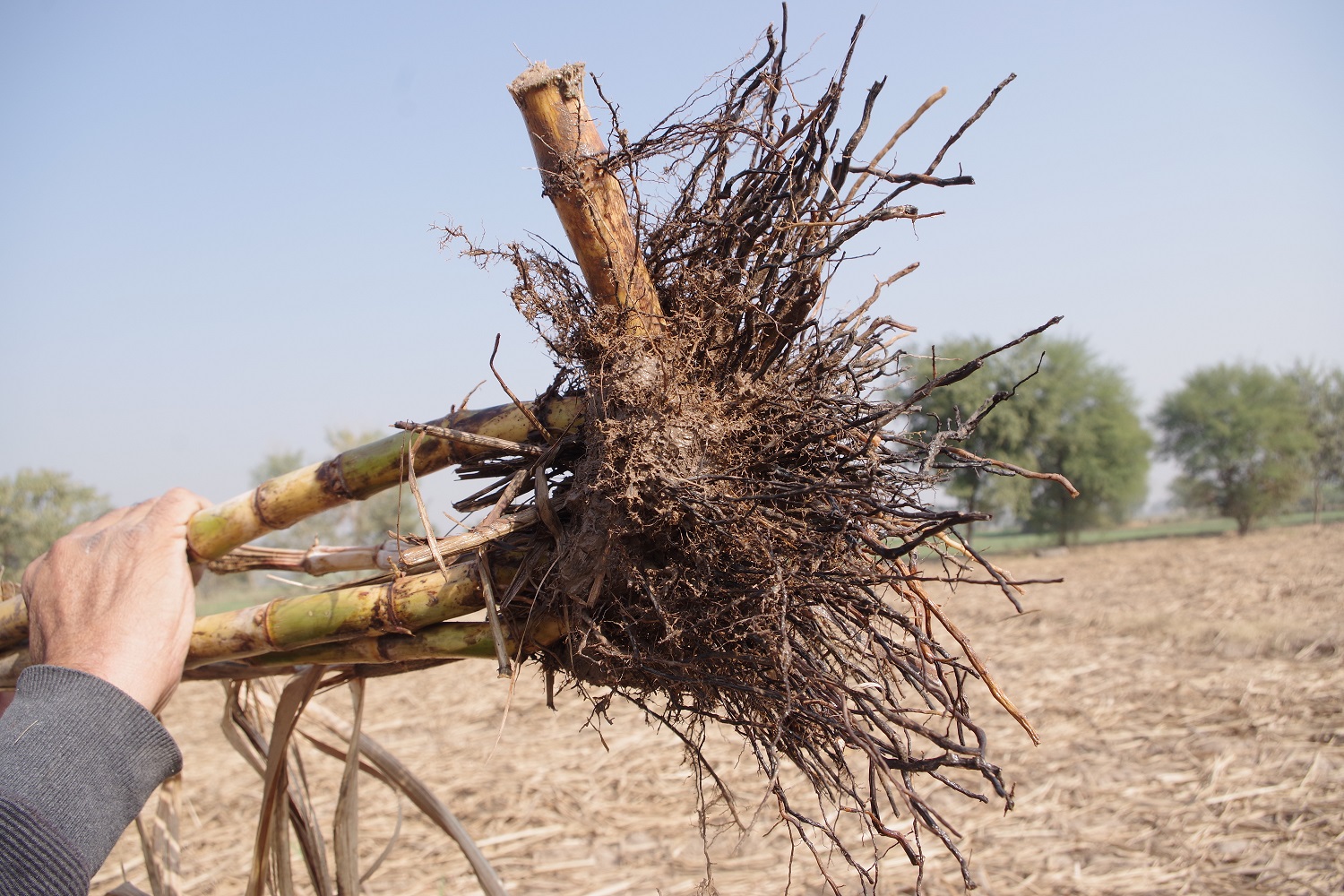 Under-developed or poor root system of Sugarcane - leads to crop lodging