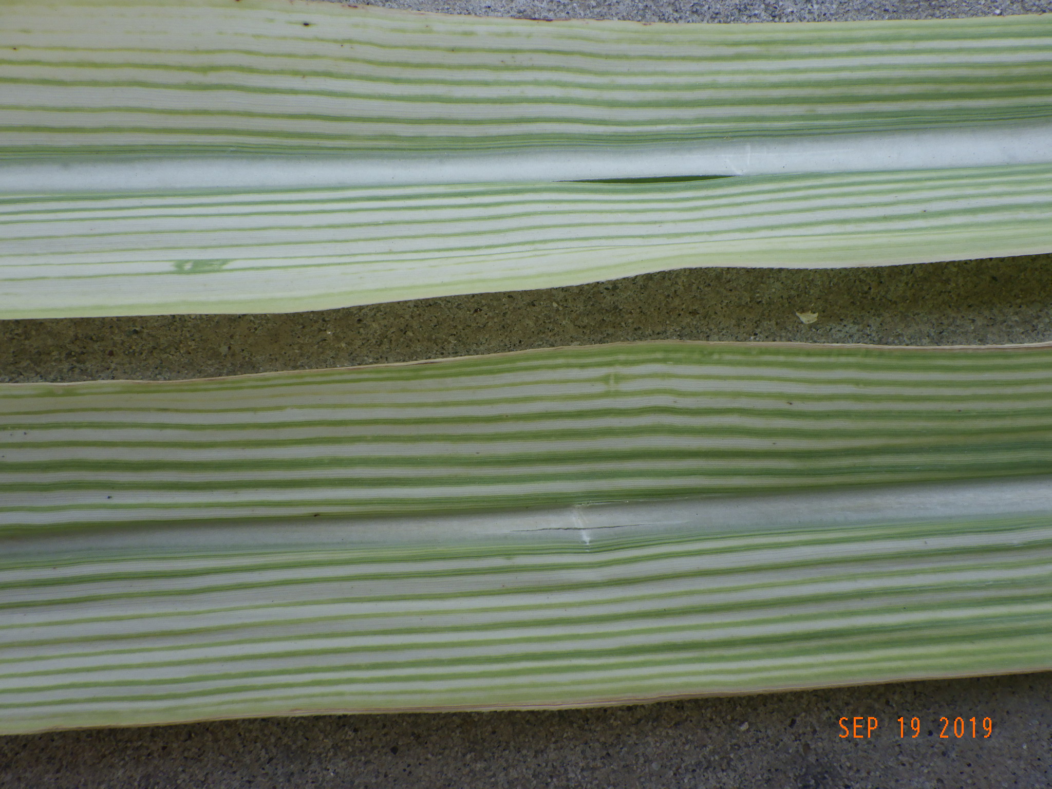 Zinc deficient Sugarcane leaves