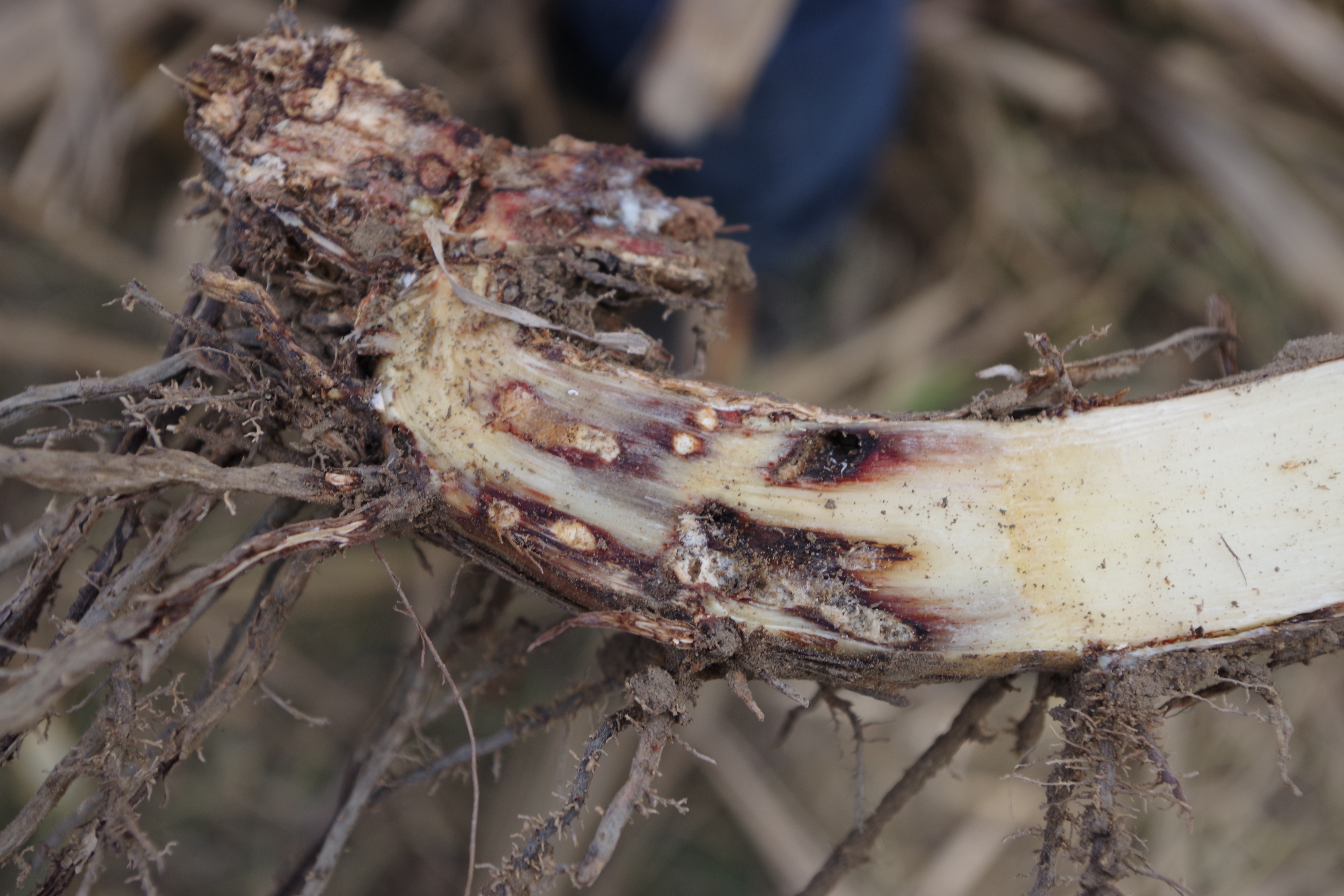 Pest and disease infestation in sugarcane-leading to poor crop yield