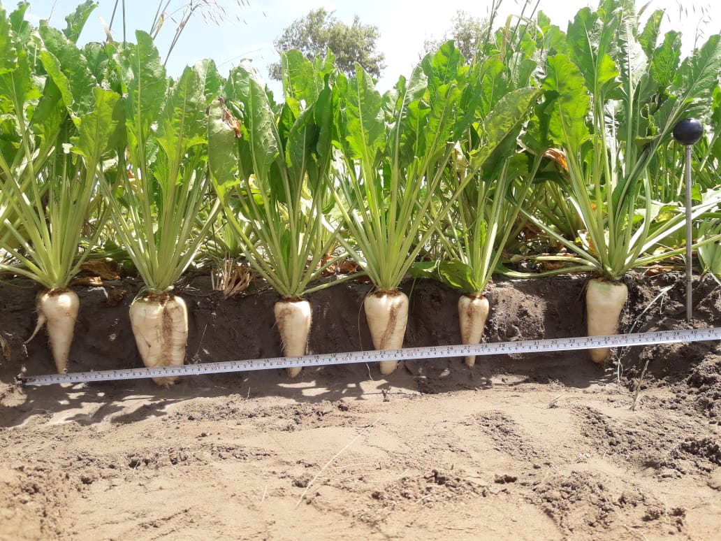Row reconstruction method for Sugar beet