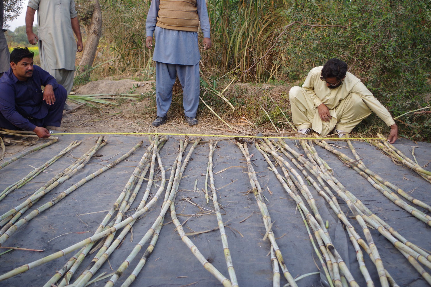 Row reconstruction method for Sugarcane