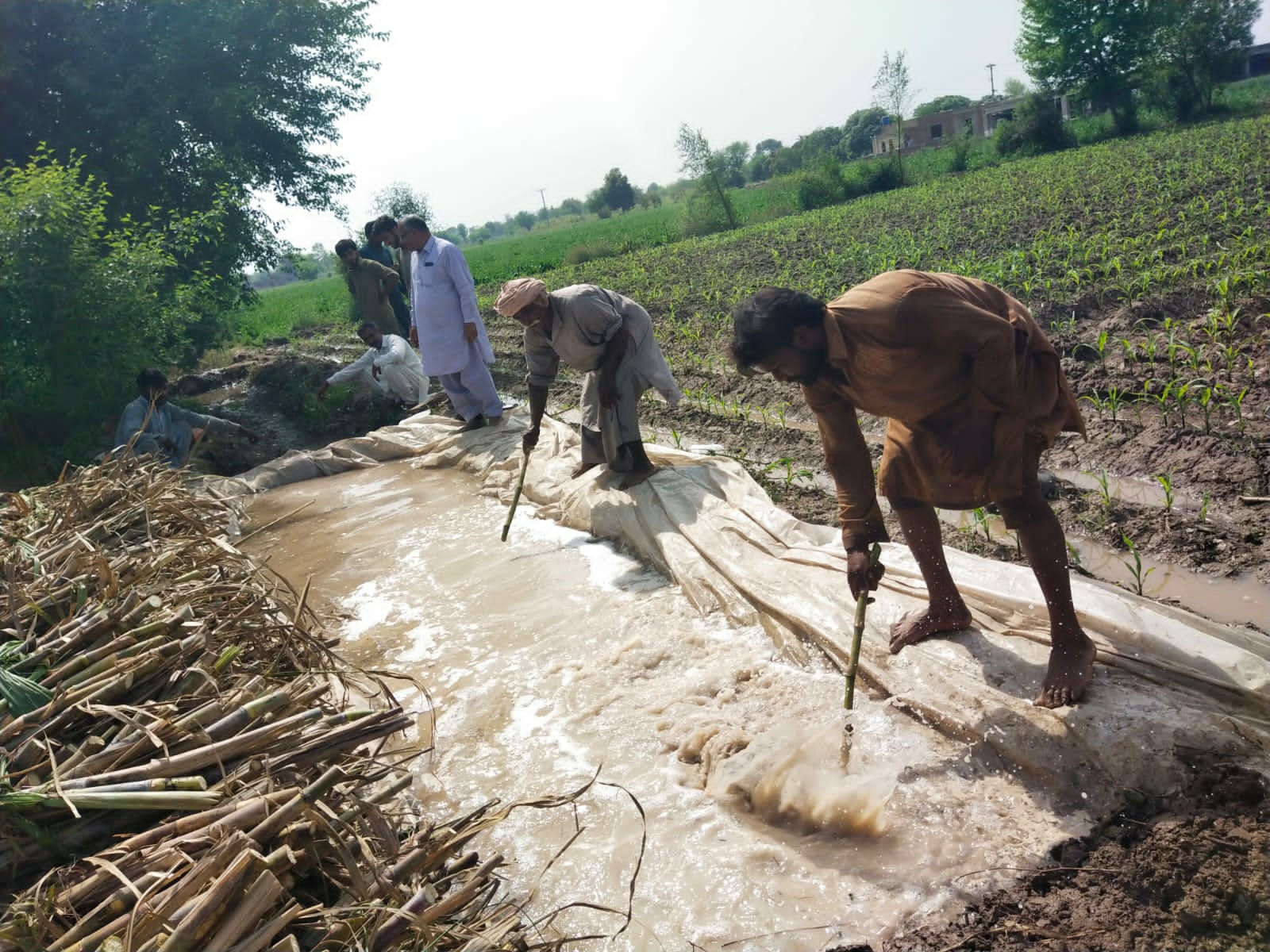 Field level seed treatment in plastic lined kacha water course - Crop improvement project of Sillanwali Sugar Mills.jpg